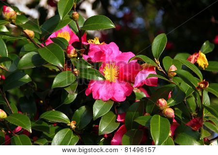 Camellia Japonica
