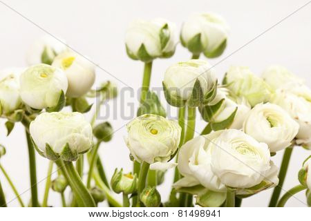white Ranunculus 