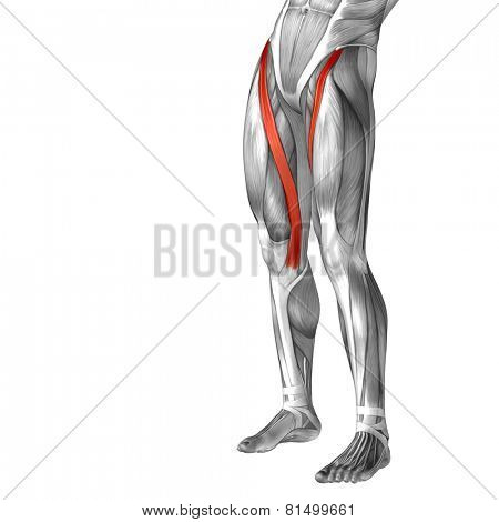 Concept or conceptual 3D sartorius human upper leg anatomy or anatomical and muscle isolated on white background
