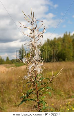 Autumn Landscape. Dry Flower Fireweed On A Blurred Background.