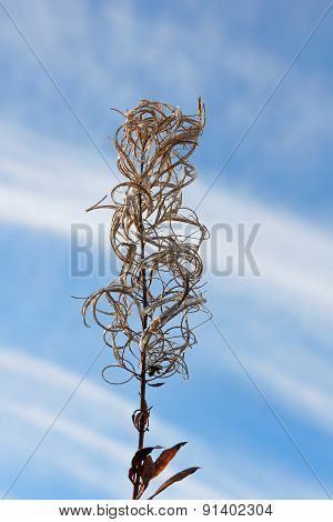 Autumn Landscape. Dry Flower Fireweed On A Blurred Background.