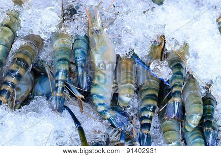 Fresh Giant River Prawn (macrobrachium Rosenbergii)