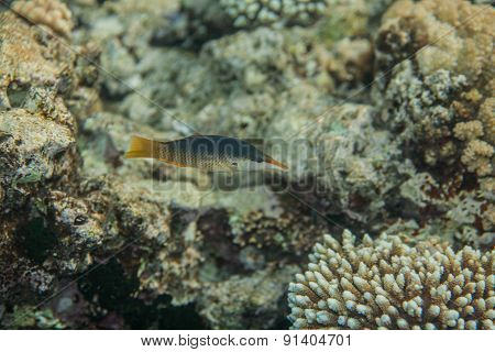 bird wrasse - gomphosus caeruleus