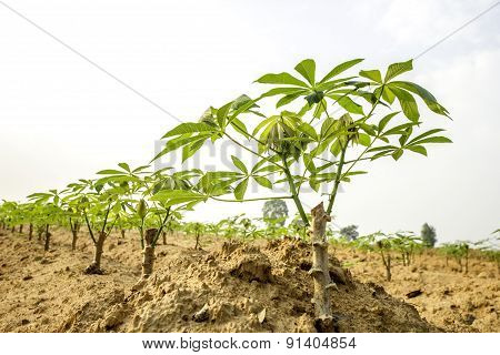 Cassava