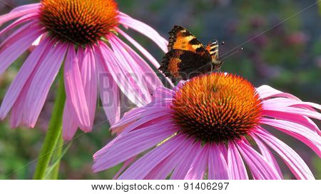 A butterfly stretching out on a purple flower