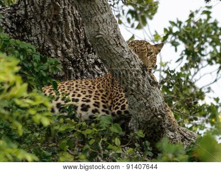 Leopard Looking Up