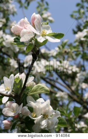 Appleblossom