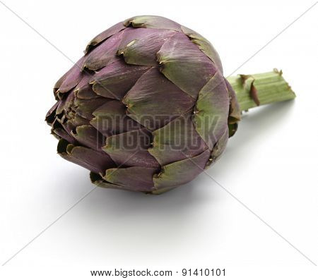 purple globe artichoke isolated on white background