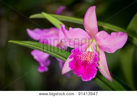 Pik And Purple Cahuzacra Hanh Sang Orchid Flower On Dark Background, Selective Focus