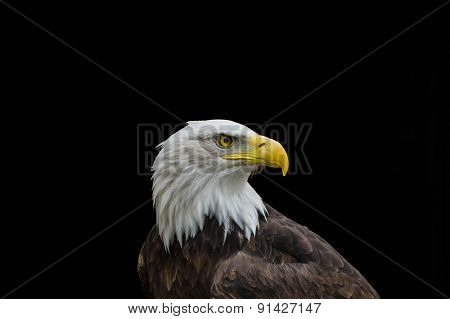 Bald Eagle In Profile Isolated On Black Background
