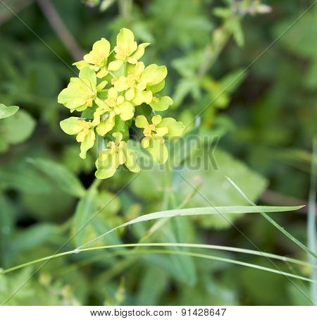 Flowers Of Euforbia