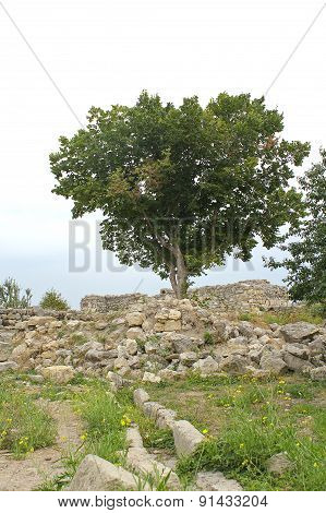 Tree And Ruins Of Chersonese Taurian. Crimea