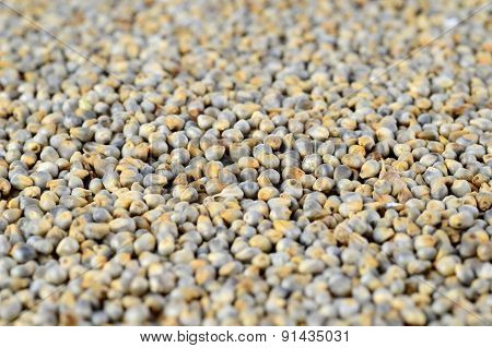 Pearl millet (Bajra) as background. Close up.