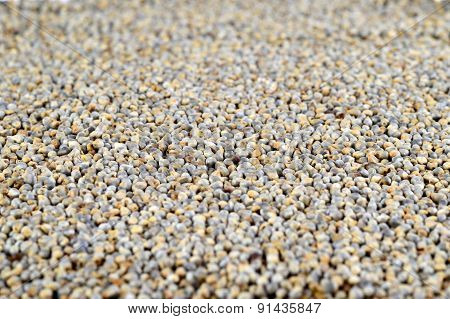 Pearl millet (Bajra) as background. Close up.