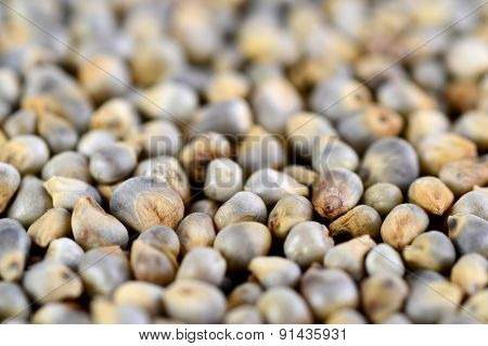 Pearl millet (Bajra) as background. Close up.