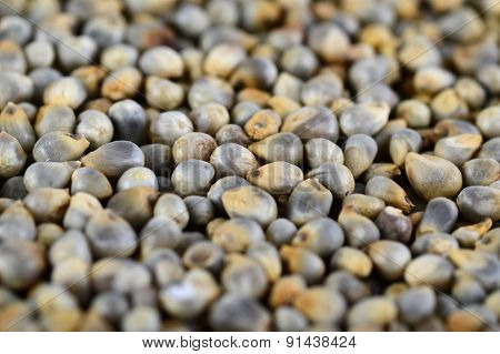 Pearl millet (Bajra) as background. Close up.