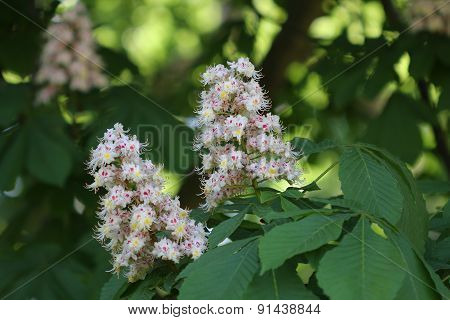 Chestnut Flower In Park In Sunny Day