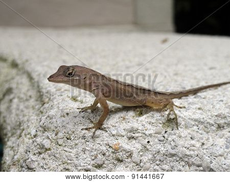 Brown Anole In Florida