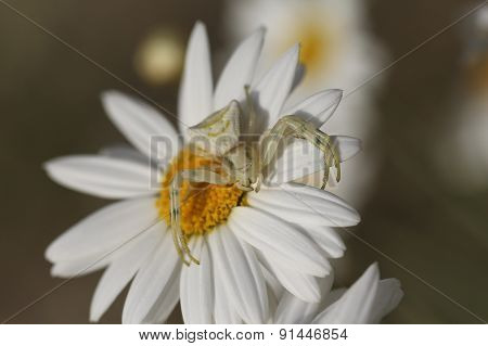 Close up white spider.