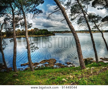 Pine Trees By The Water