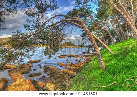 Pine Trees Over The Water In Lake Calik