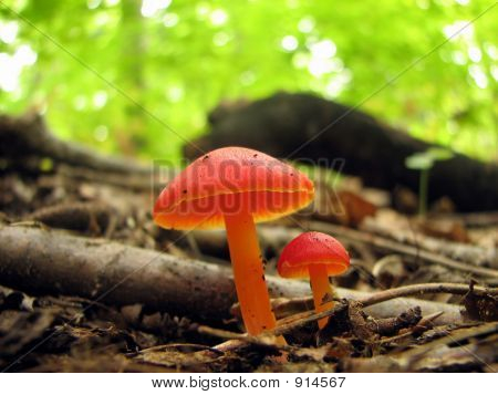 Zwei rote Pilze