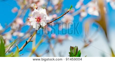 Close Up Of An Almond Flower