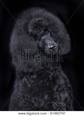 black poodle, portrait
