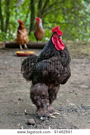 Black Cock