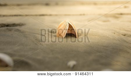 Shell New Zealand