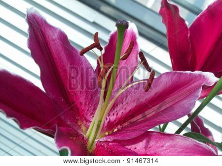 Pink Lily