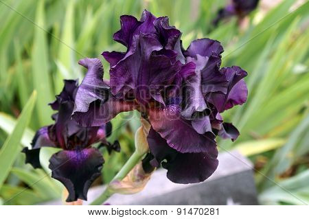 Purple Bearded Iris