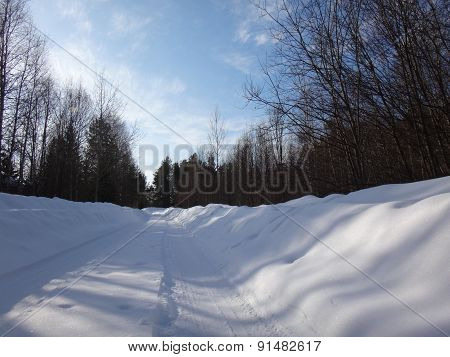 Road in the forest in winter sunny day