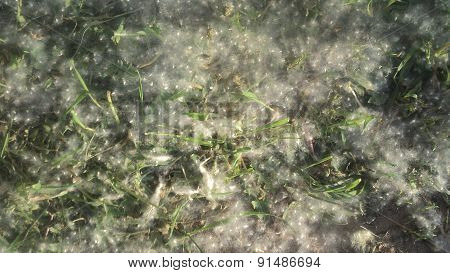texture poplar fluff