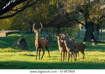 Masterton Deer Park