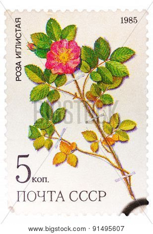 Stamp from the USSR Scott 2008 catalog no. 5381 shows a prickl