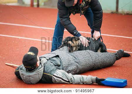 German shepherd dog training in Gomel Regional sports club and d
