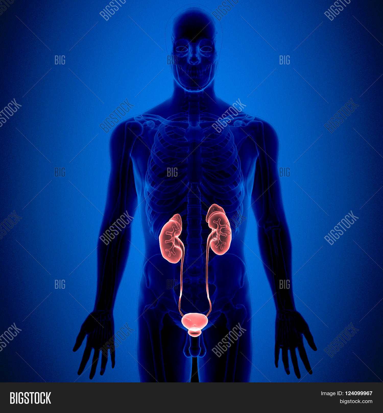 Kidneys Beanshaped Image & Photo (Free Trial) Bigstock