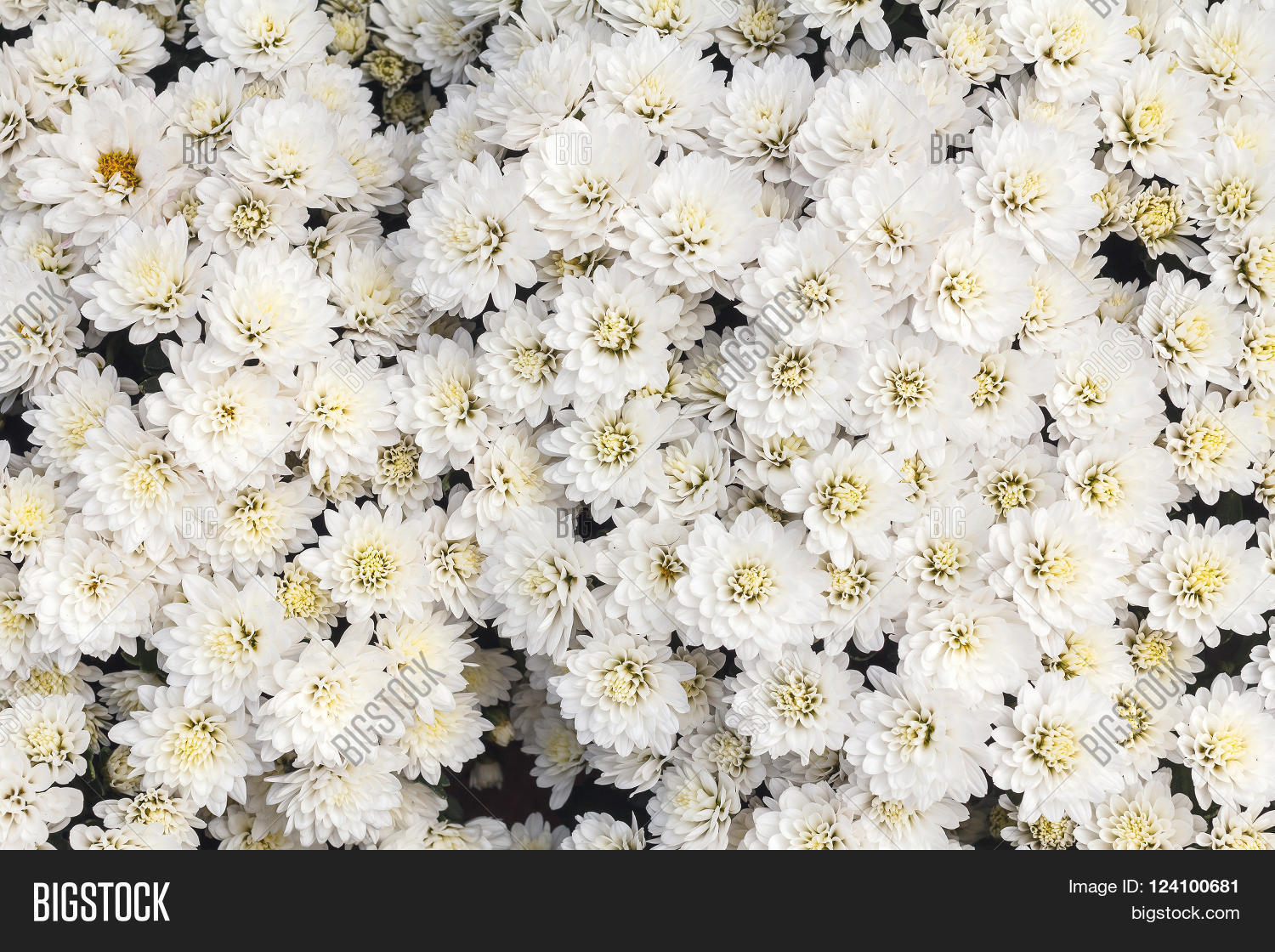 White Flower Texture Long Thin Image & Photo Bigstock
