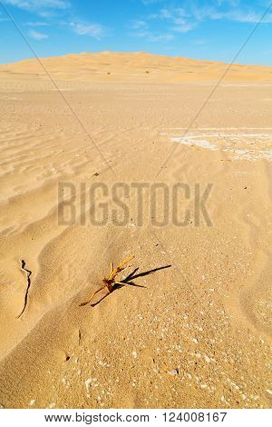 In Oman Old  The Empty    Sand Dune