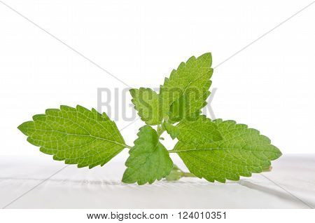 Fresh green mint on white wooden table