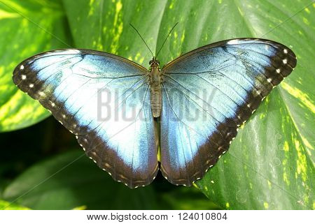 Blue Morpho Butterfly on a leaf (Morpho peleides)