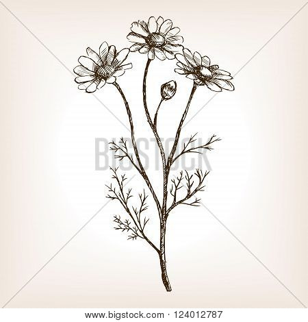 Pharmacy daisy sketch style vector illustration. Old engraving imitation. Matricaria chamomilla plant hand drawn sketch imitation