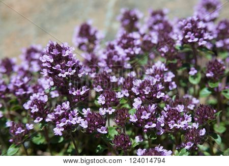 Many purple thyme flower. Plant used in food and herbal medicine