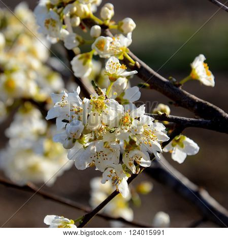 picture of a flowers on a twigs early in the morning