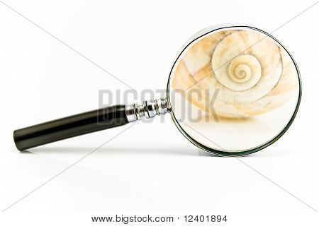 Lupe vor einer Spirale-Shell