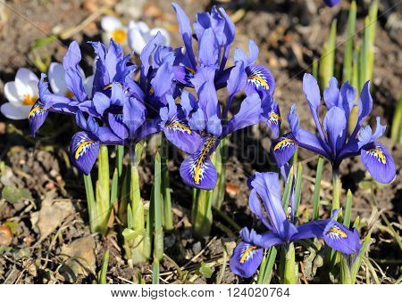 Iris pumila - blue flowers in a garden