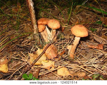 Three edible mushrooms honey agaric close up in the forest