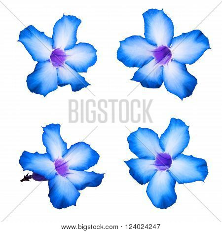 Blue Desert rose flowers, isolated on white background