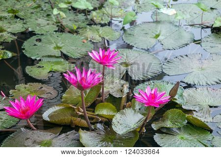 Beautiful red lotus in the lake, Bangkok,Thailand